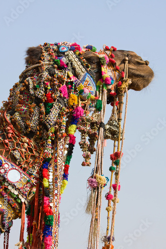 Tapeta ścienna Wielbłąd na targach pushkar w Radżastanie w Indiach