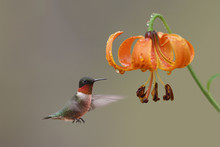 Ruby-throated Hummingbird And Michigan Lily - Ontario, Canada
