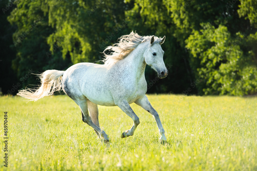White Arabian horse runs gallop in the sunset light - obrazy, fototapety, plakaty 
