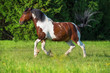 Paint horse runs gallop on freedom