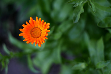 marigold