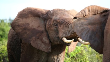 Wall Mural - African Elephant Aggression