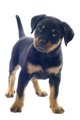 Fototapete - rottweiler