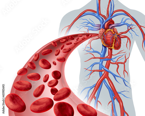 Naklejka na szybę Blood Heart Circulation