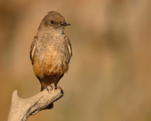Say's Phoebe On Perch