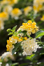 White And Yellow Lantana Flower