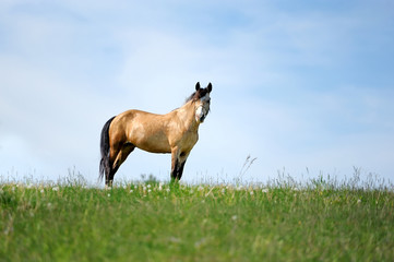 Wall Mural - Horse