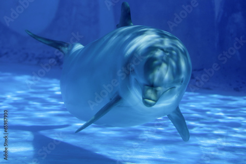 Naklejka samoprzylepna Delfin pod wodą