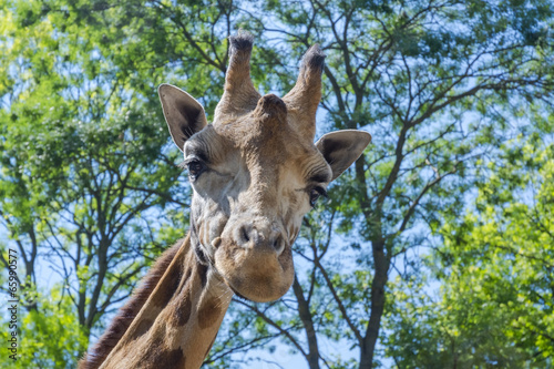 Board z aluminiowym obramowaniem Żyrafa baringo (giraffa camelopardalis rotschildi)