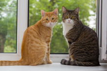 Two Cat Sitting On The Window Sill