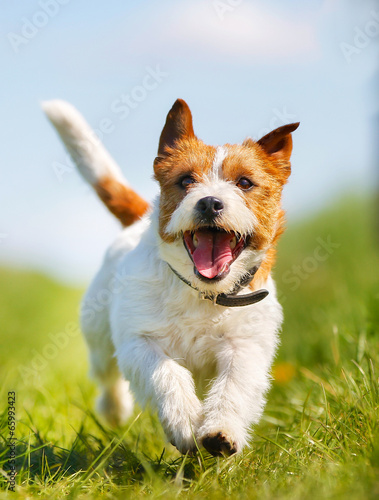 Dekoracja na wymiar  pies-jack-russell-terrier