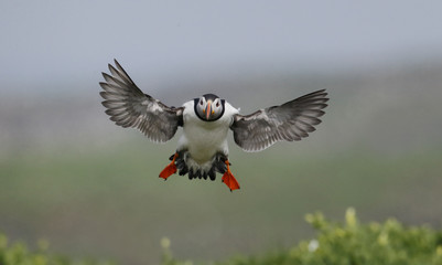 Wall Mural - Puffin, Fratercula arctica