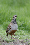 Fototapeta Dmuchawce - Red-legged partridge, Alectoris rufa