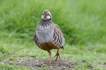 Wall Mural - Red-legged partridge, Alectoris rufa