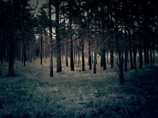 Canvas Print - Retro Pine Forest