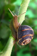 Common snail crawling on plant in garden