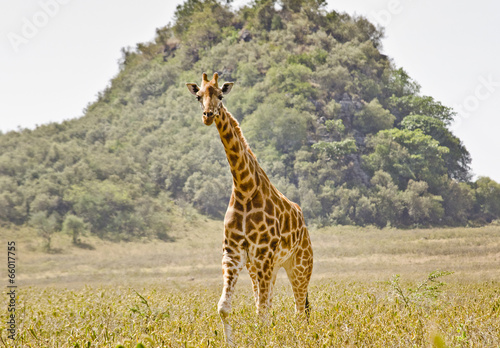 Board z aluminiowym obramowaniem Żyrafa (giraffa camelopardalis)