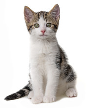 Kitten Isolated On A White Background