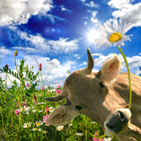 Fototapeta  - Alles Liebe zum Geburtstag: Kuh schenkt eine Blume :)