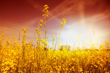 Idyllic Field Of Yellow Flowers Under Colorful Sky