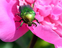 Chafer Beetle On Peony Flower Macro