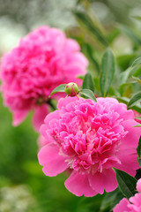 Poster - Pink Peony Flowers in the Garden