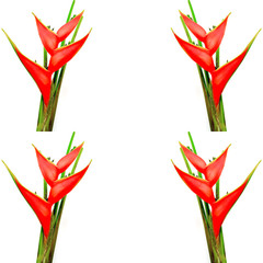 Wall Mural - Heliconia isolated