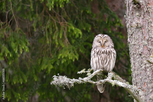 Fotoboard na płycie Ural owl na drzewie