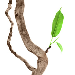 single green leaf on dry branch