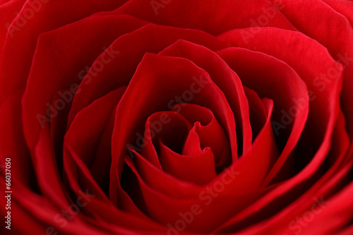 Tapeta ścienna Rose, róża