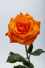 Orange Single Rose Isolated On White Background