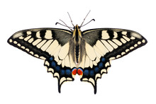 Butterfly Papilio Machaon