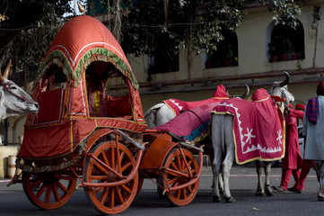 Bullock cart , festival , Jaipur, Rajasthan , India