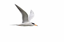 Tern Isolated On White Background
