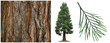 Fotomontage Mammutbaum mit Borke und Zweig
