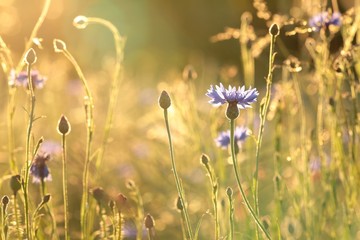 Fotomurales - Cornflower in the field backlit by the setting sun