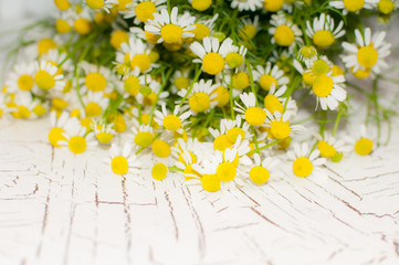 Medical Chamomile isolated on white background