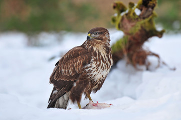 Wall Mural - Common buzzard feeding