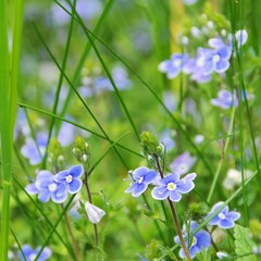 Canvas Print - Gamander-Ehrenpreis - germander speedwell 04