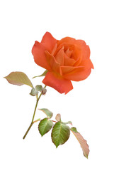 Wall Mural - Rose in Orange