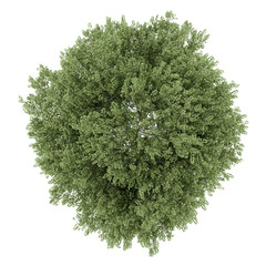 Wall Mural - top view of silver birch tree isolated on white background