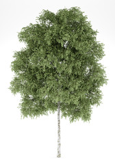 Wall Mural - silver birch tree isolated on white background