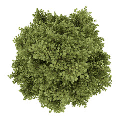 Wall Mural - top view of poplar tree isolated on white background