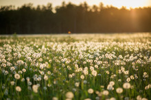Dandelion Field At Sunset