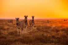 A Herd Of Zebra Grazing At Sunrise In Etosha, Namibia