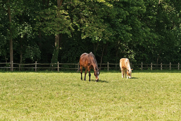 Grazing brown horses in meadow in spring. Trees in the backgroun