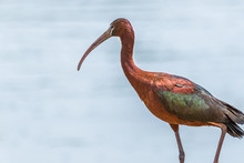 Glossy Ibis In Safari Ramat-Gan
