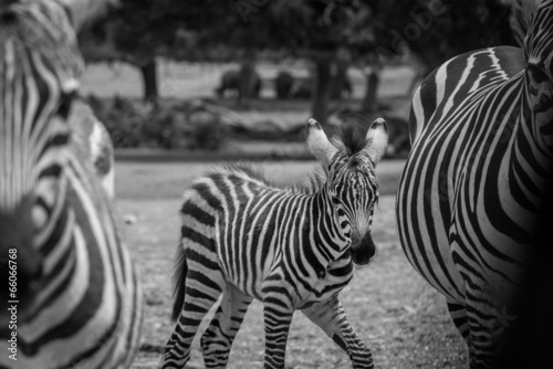 Fotoboard na płycie Zebra dla dzieci w safari ramat-gan