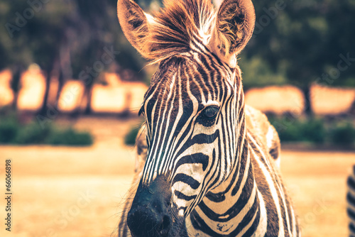 Fotoboard na płycie Zebra w safari ramat-gan