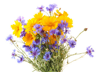 Fototapete - Beautiful wild flowers isolated on white